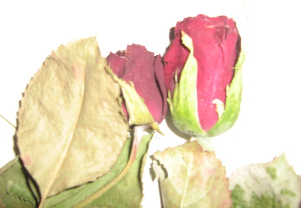 Rose flower heads